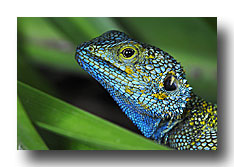 UGA6703 Blaukopfagame bot