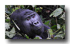 UGA9961 Gorillaman kopf
